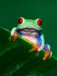 pic for tree frog